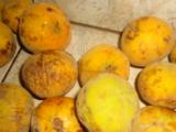 buah sentul