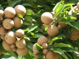 buah sawo