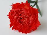 Bunga Potong - carnation Fiana