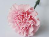 Bunga potong -carnation mondeo
