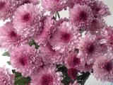 Bunga potong -Chrysant Lolipop