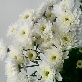 Chrysanthemum Standard 